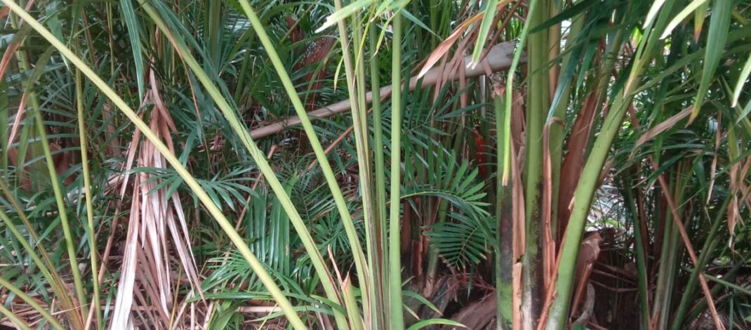 Rumbia di Aceh Barat Tak Lagi Berbuah, Perlu di Lestarikan