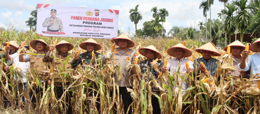 Kapolres Aceh Barat Panen Jagung Perdana di Lahan Ketahanan Pangan