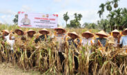 Kapolres Aceh Barat Panen Jagung Perdana di Lahan Ketahanan Pangan