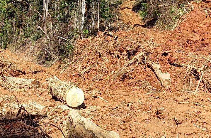 Dir Exekutif NGO-ILE Desak Pelaku Perambahan Hutan di Gugus Bukit Barisan-Hajoran-Labura di Tangkap