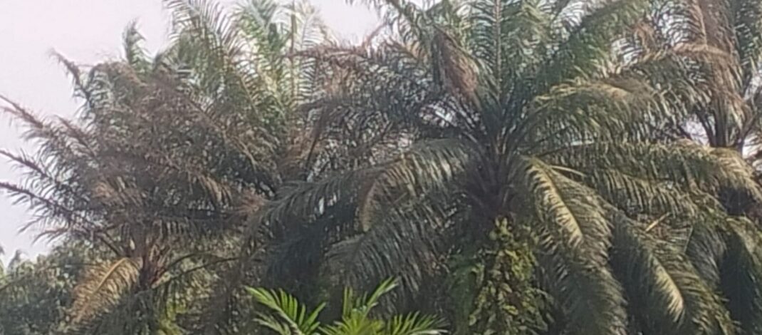 Tanaman Kelapa Sawit di Kebun Tanjung Garbus PTPN I Diduga Terkena Hama, Warga Desak PTPN I Peduli